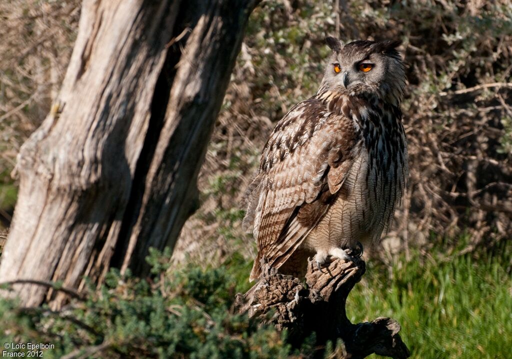 Eurasian Eagle-Owl