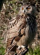 Eurasian Eagle-Owl