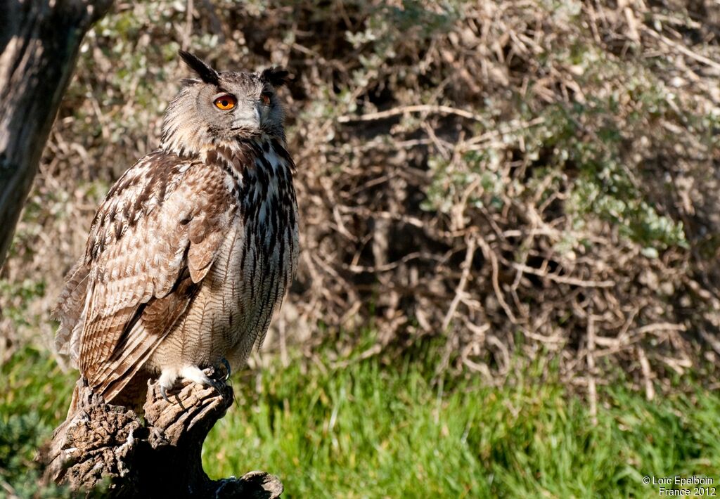 Eurasian Eagle-Owl