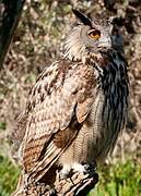 Eurasian Eagle-Owl