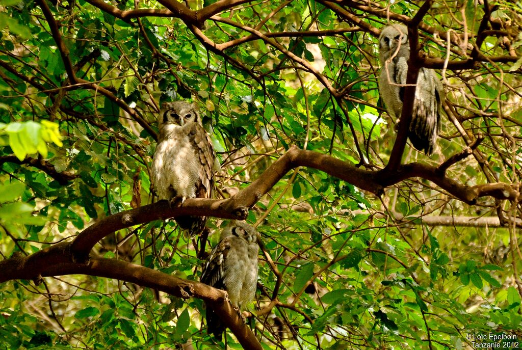 Verreaux's Eagle-Owl