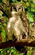 Verreaux's Eagle-Owl