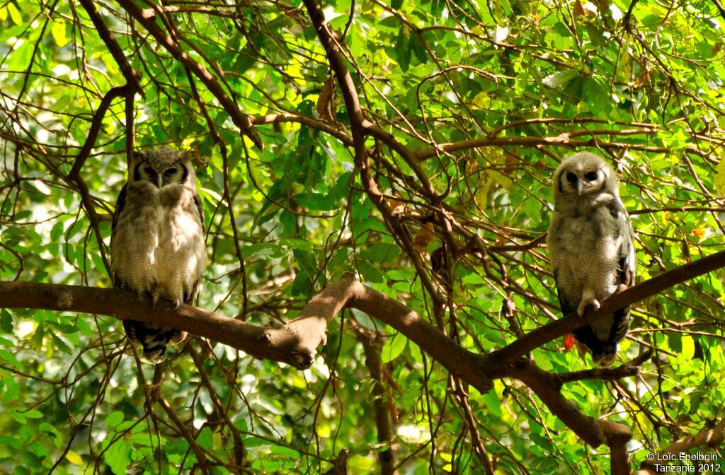 Verreaux's Eagle-Owl