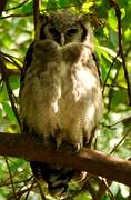 Verreaux's Eagle-Owl