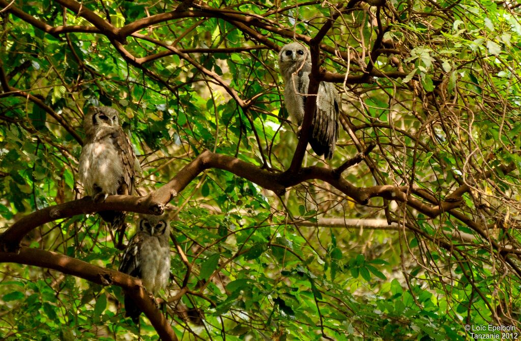 Verreaux's Eagle-Owl