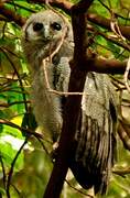 Verreaux's Eagle-Owl