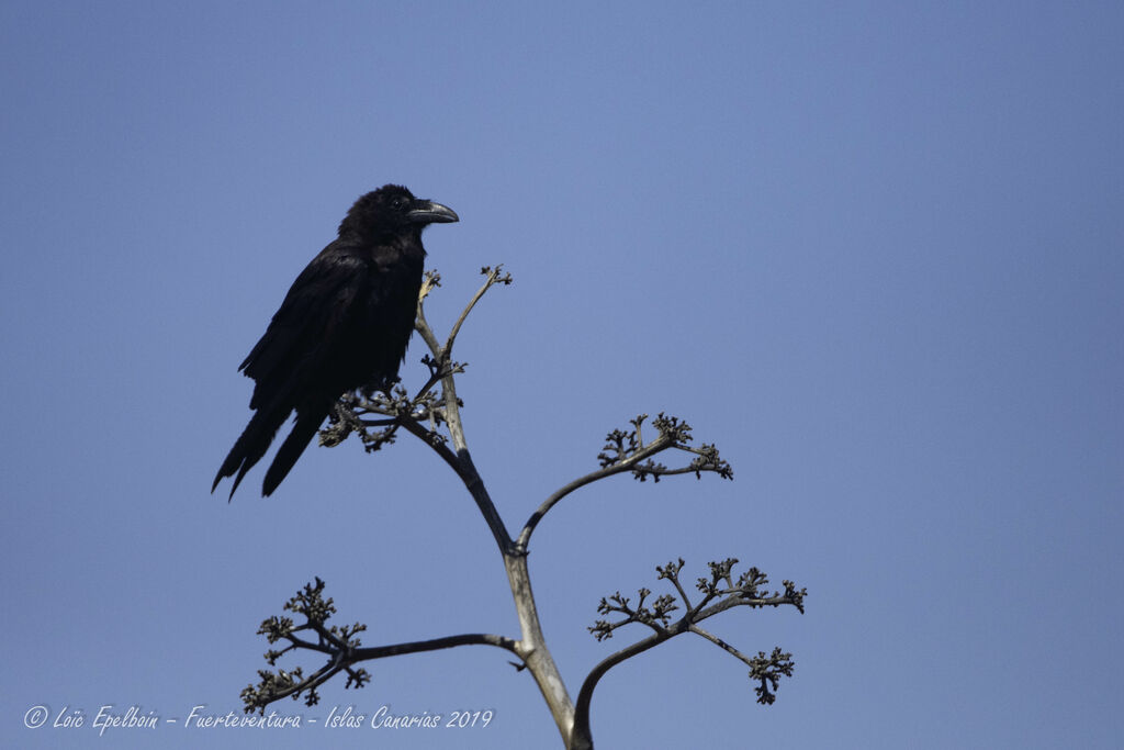 Northern Raven