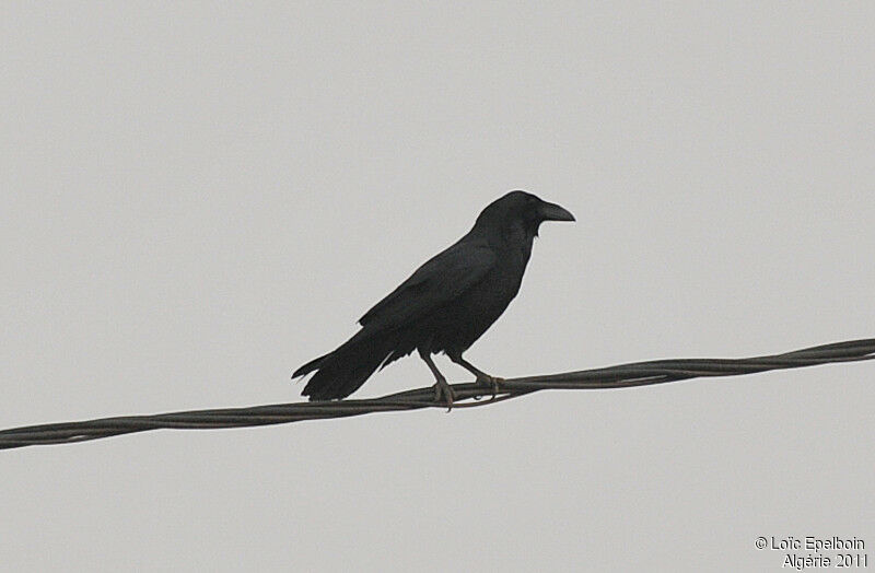 Northern Raven