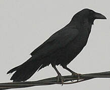 Northern Raven