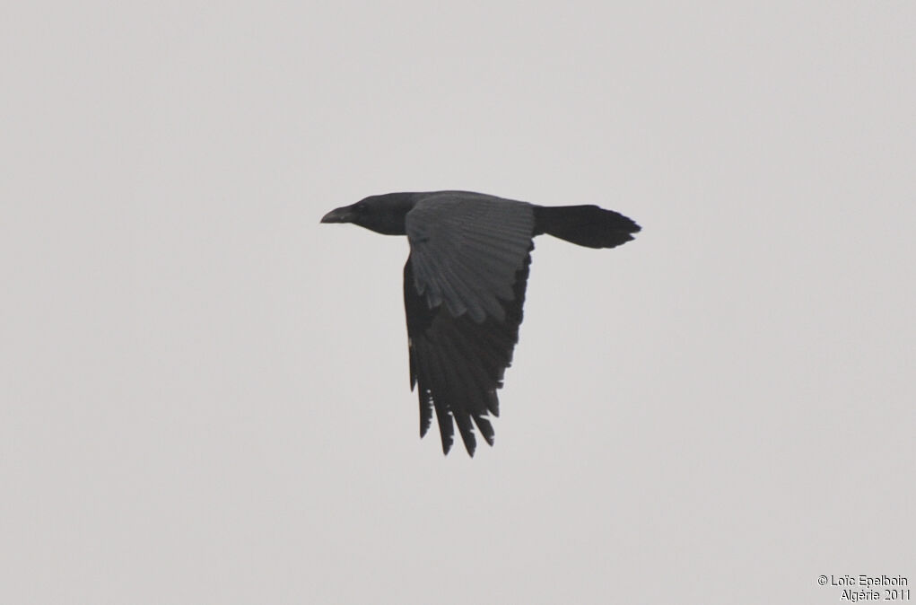 Northern Raven