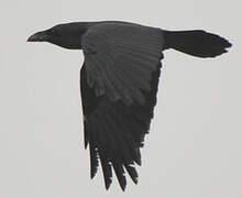 Northern Raven