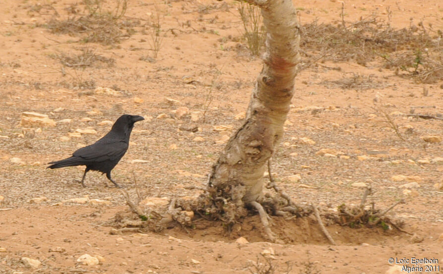 Grand Corbeau