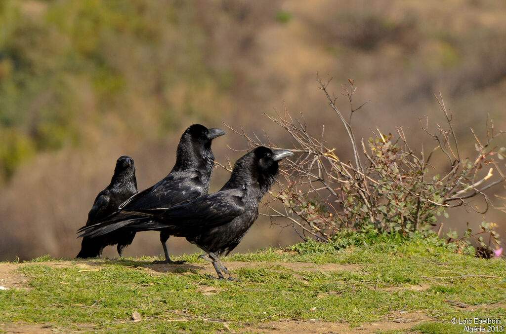 Grand Corbeau