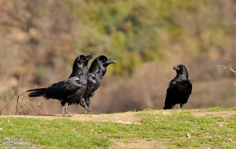 Northern Raven, Behaviour