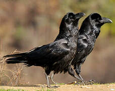 Grand Corbeau
