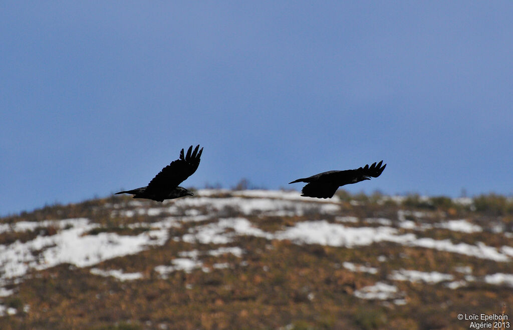 Northern Raven