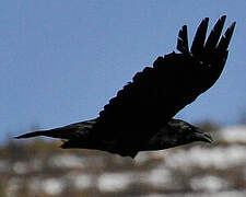 Northern Raven