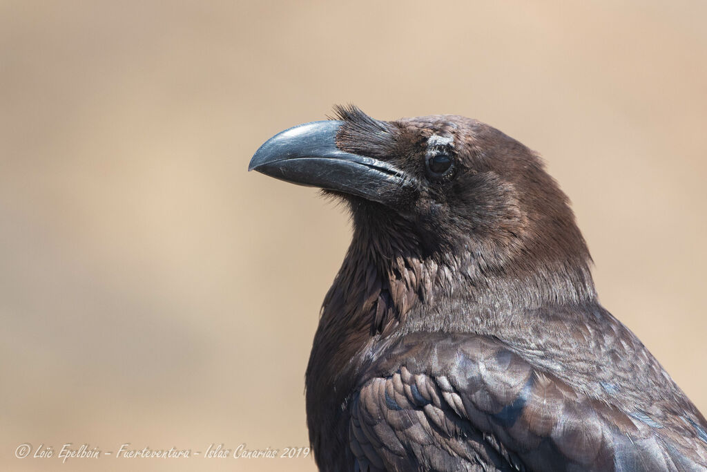 Northern Raven