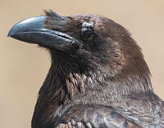 Northern Raven