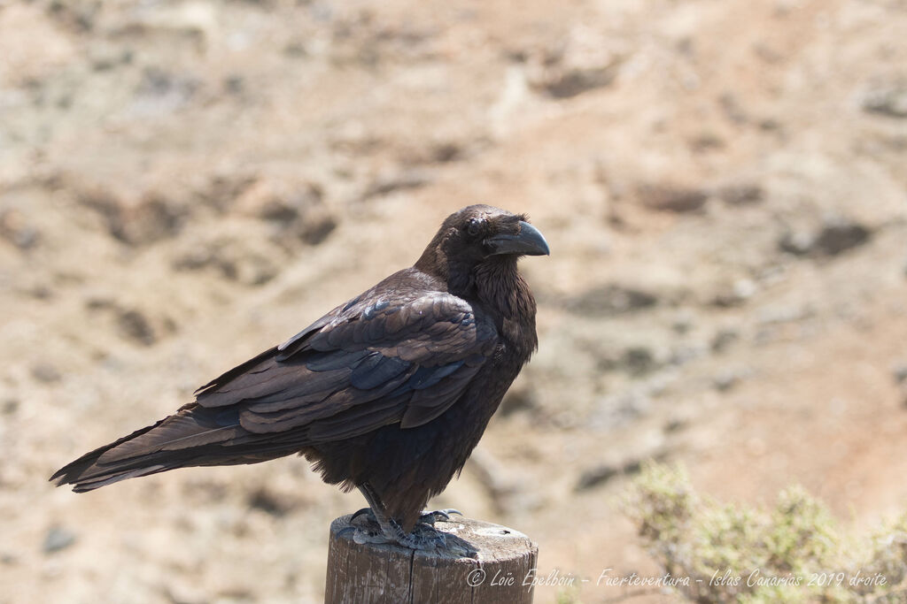 Northern Raven