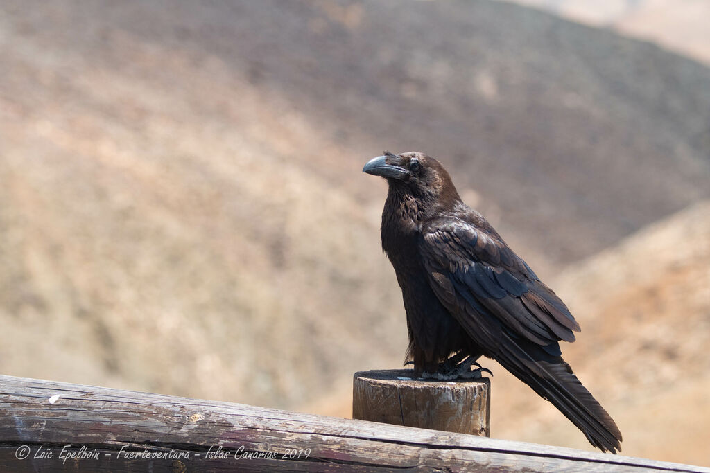 Northern Raven