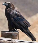 Northern Raven