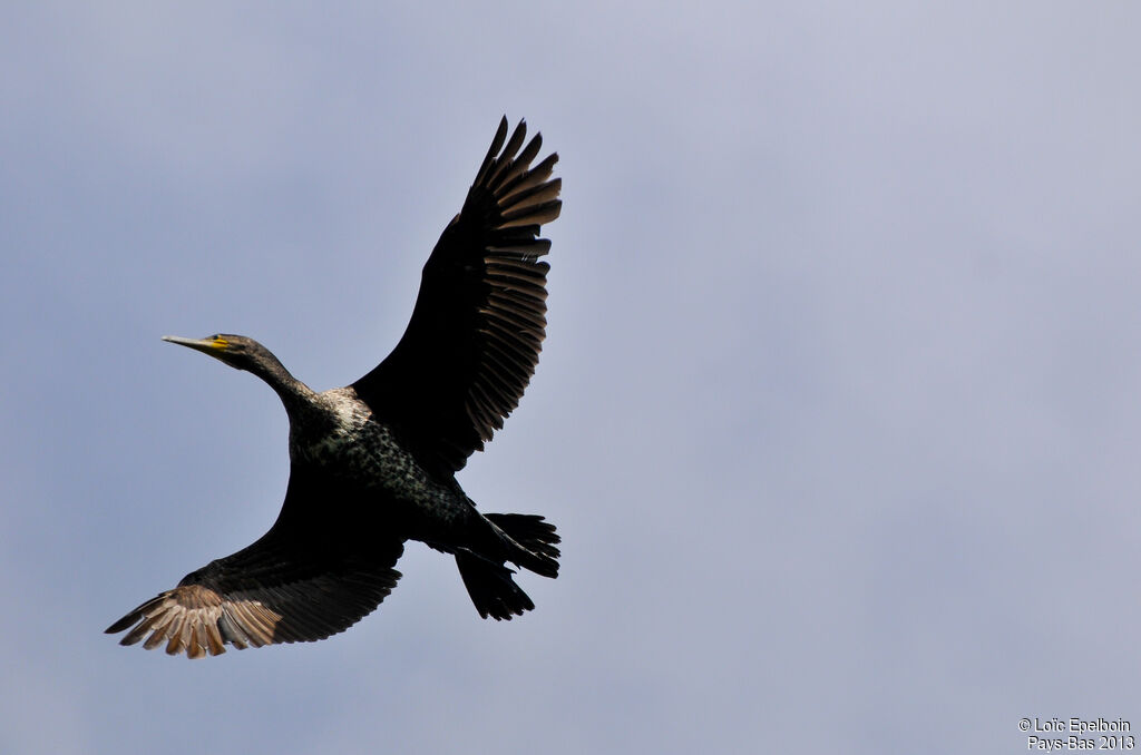 Great Cormorant