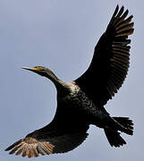 Great Cormorant