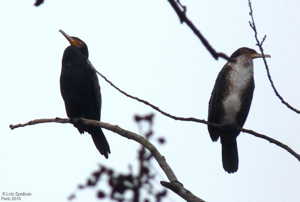 Great Cormorant