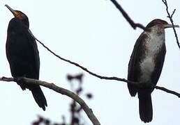 Great Cormorant