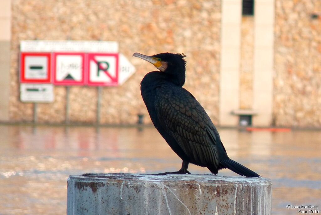 Great Cormorant