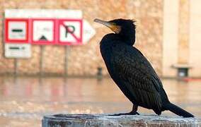 Great Cormorant