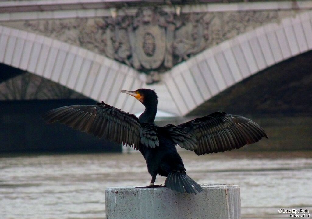 Great Cormorant