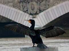 Great Cormorant