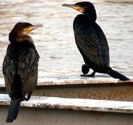 Great Cormorant