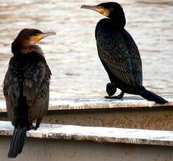 Grand Cormoran