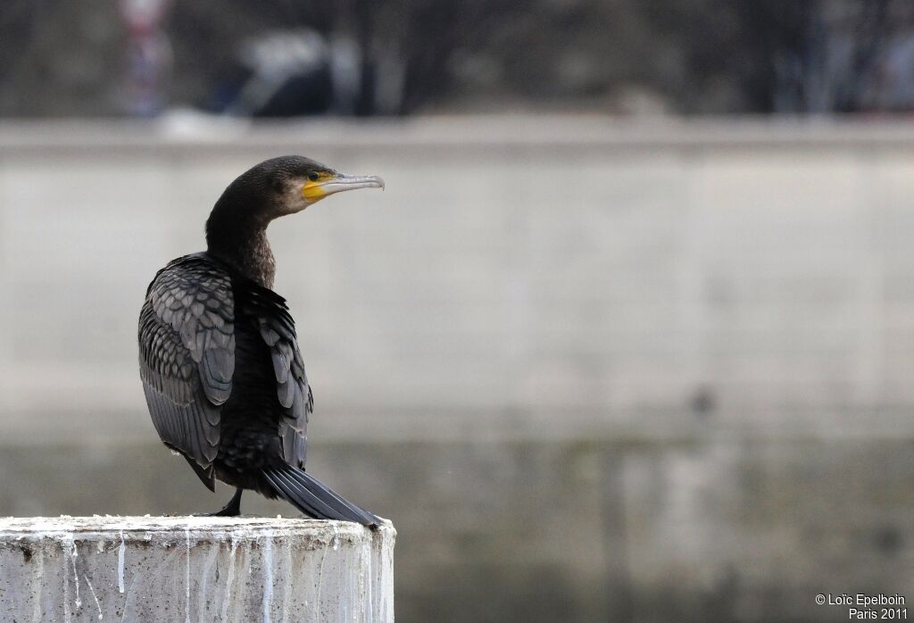 Great Cormorant