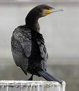 Great Cormorant