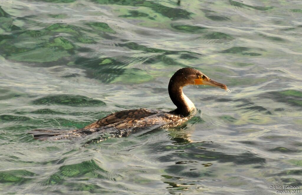 Great Cormorant