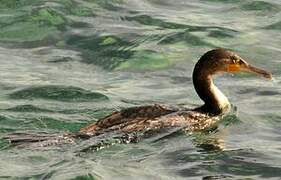 Great Cormorant