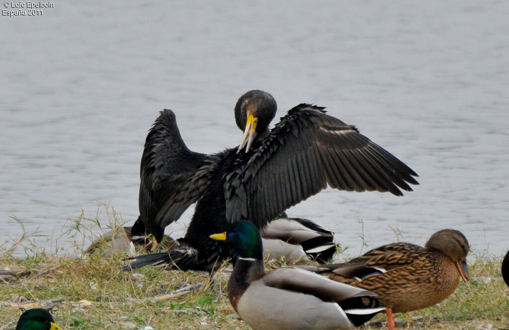 Great Cormorant