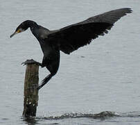 Great Cormorant