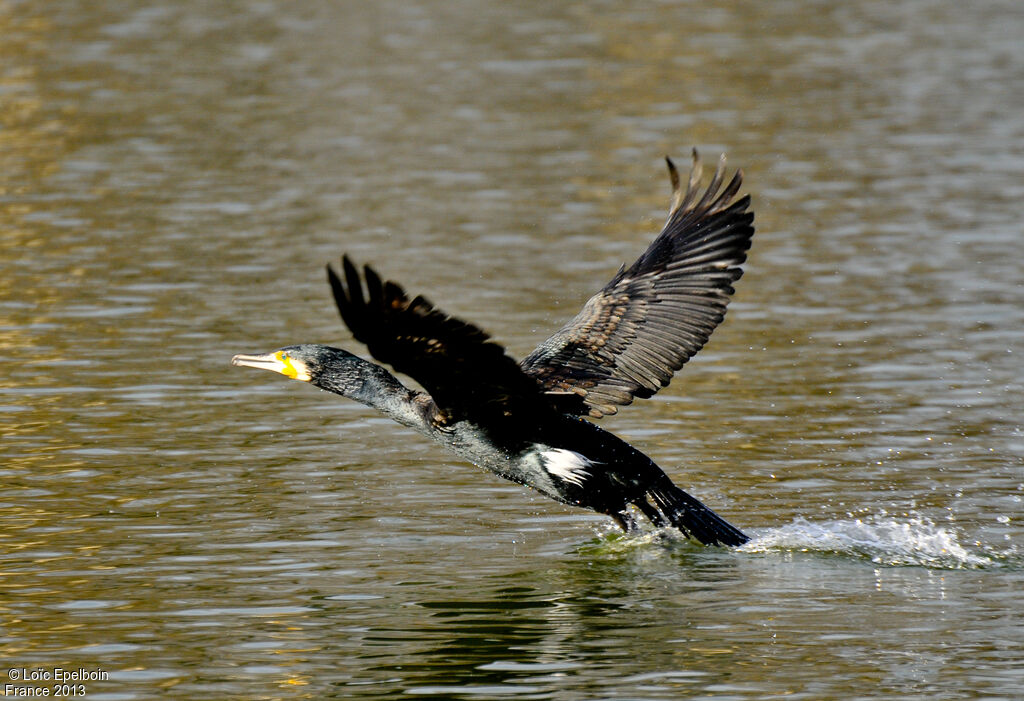 Great Cormorant