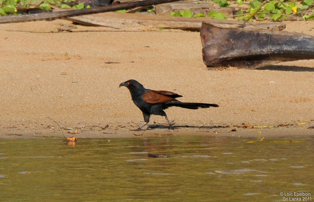 Greater Coucal