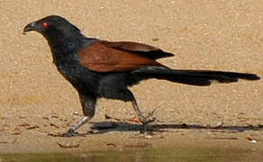 Greater Coucal