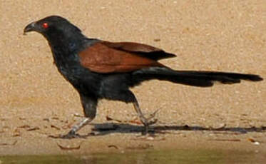 Grand Coucal