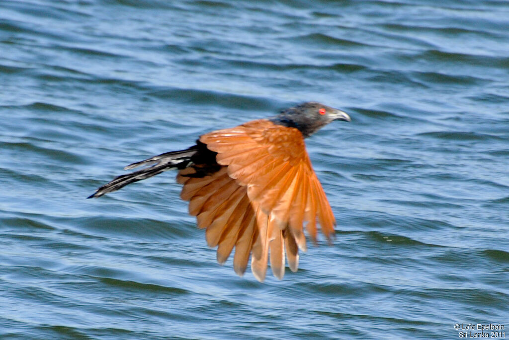 Greater Coucal