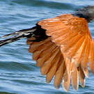 Grand Coucal