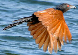 Greater Coucal