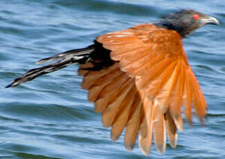 Grand Coucal